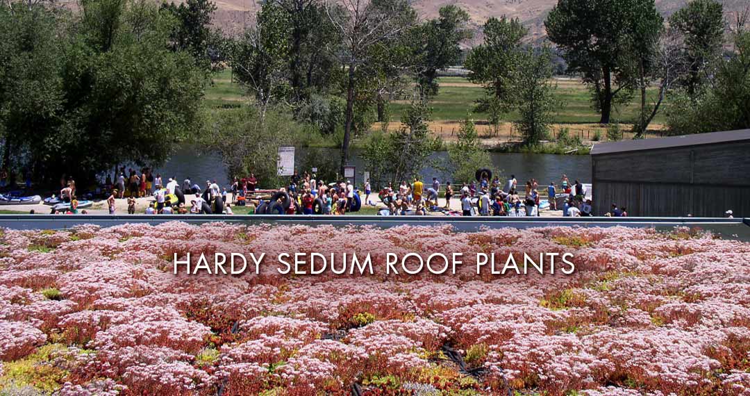 Hardy Sedum Roof Plans