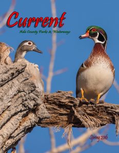 colorful ducks perched atop a log