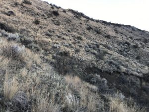 Sage Brush on a hillside