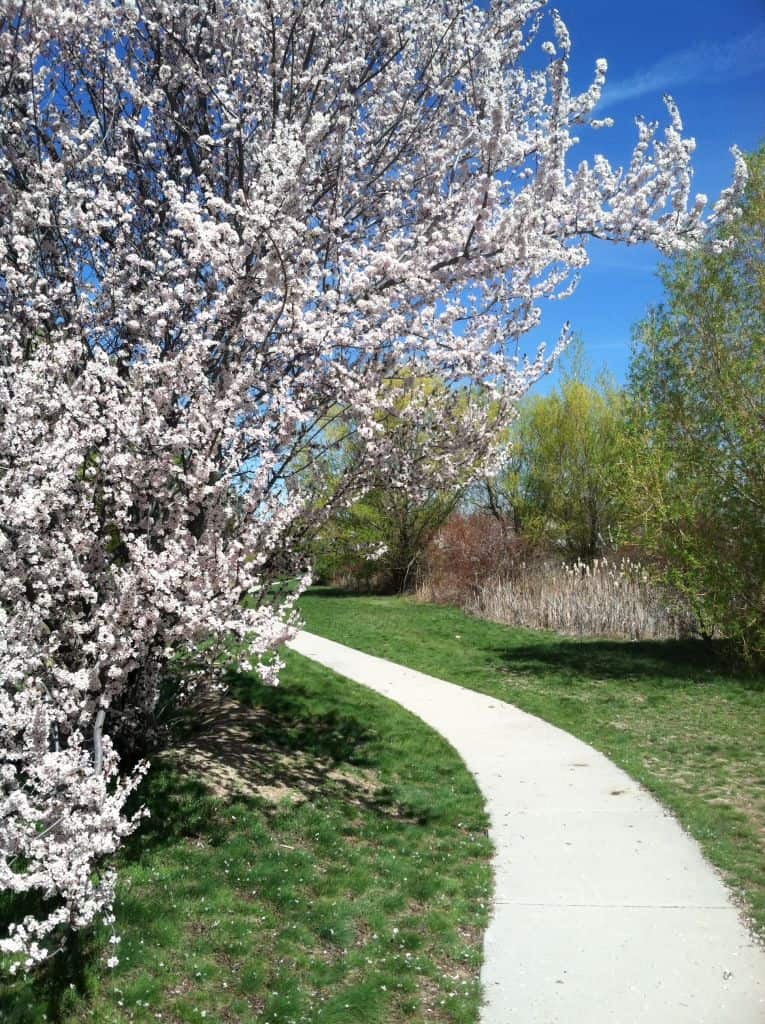 Path with a tree to the left that is blossoming with white flowers