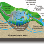 diagram of how wetlands work