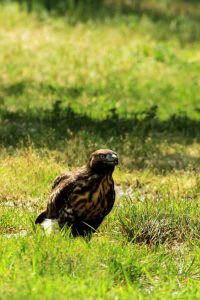 Golden Hawk Sitting a field of green grass