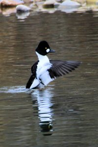 Black and white bird sitting on the surface of the water flapping its wings