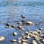 Bird standing on rocks in a river