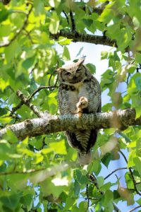 Great horned Owl sitting on a branch in a green tree squinting its eyes