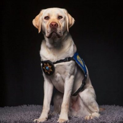 Yellow Lab Canine with Sheriff's badge