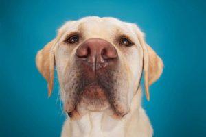 Yellow Lab with blue background