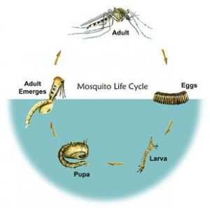 Life cycle of mosquitoes from eggs through adult