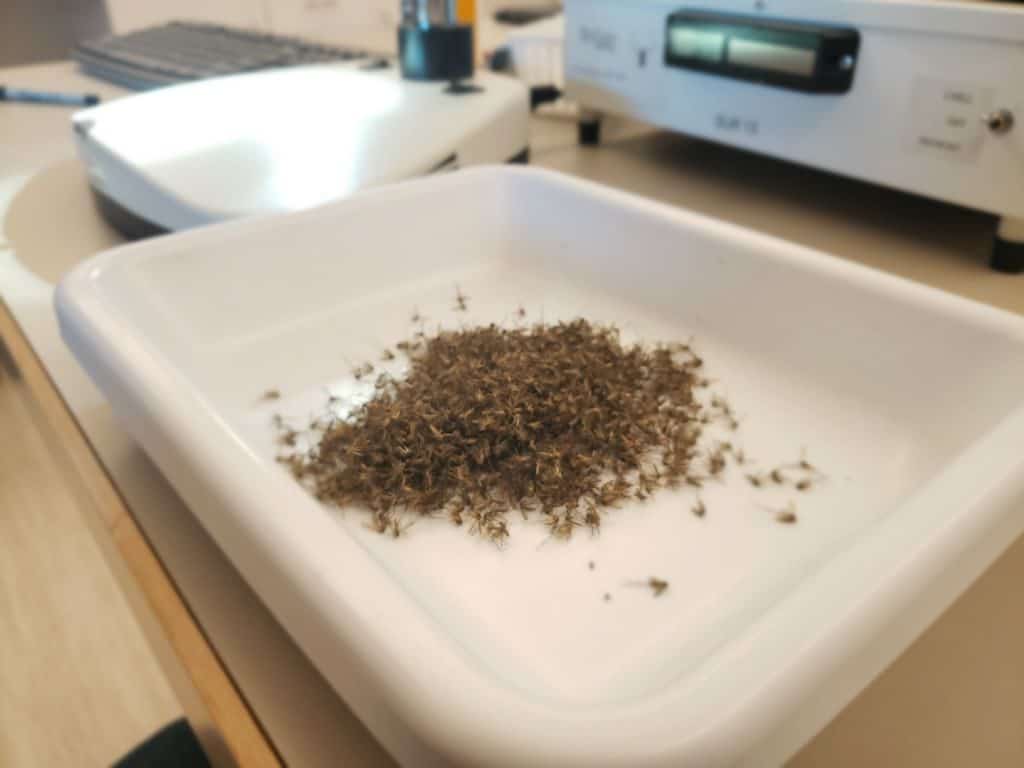 Mosquitoes on a tray to be tested for West Nile Virus