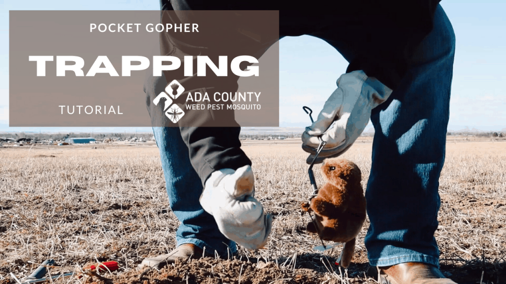 Pocket Gopher Trapping Video Keyframe