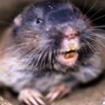 picture of a gophers face