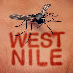 West Nile picture of a mosiquito