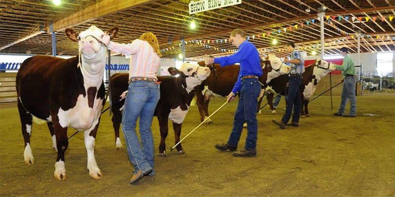 kids showing cows at the fair