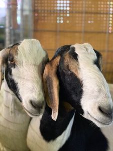 Two Goats at the western idaho fair
